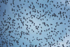 许多蝙蝠在天空飞翔