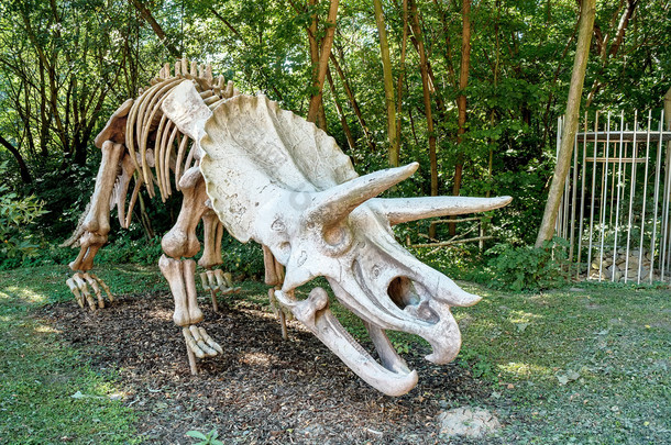 三角恐龙化石骨架在自然背景