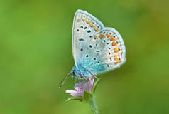 在草地上的一朵花上的翅膀上有图案的蝴蝶.