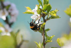 毛大黄蜂收集花蜜从樱花在春天