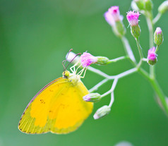 蝴蝶在彭瑞典国际开发署国家公园