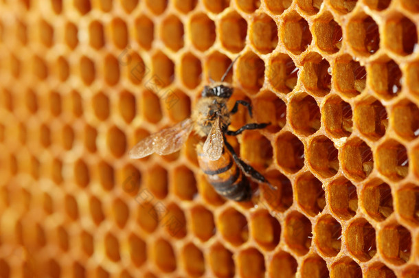 黄美丽<strong>蜂窝</strong>状与蜂蜜和蜂，背景