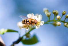蜜蜂在一朵白花上