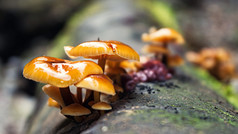 微距摄影。在森林里的蘑菇