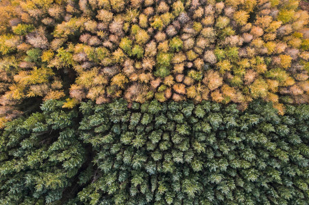 秋天和格力之间不寻常的林地的鸟瞰图