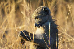 野生的狒狒猴子, 非洲 