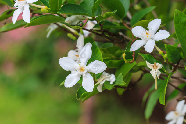 栀子花花