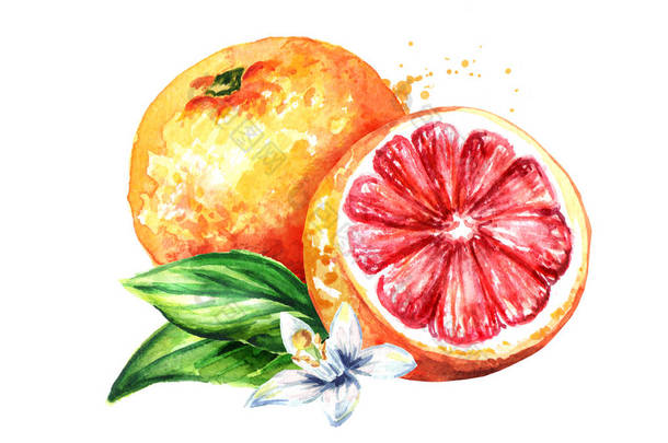 新鲜多汁的葡萄柚, 有刺骨和叶子。水彩手绘的例证, 查出在白色背景