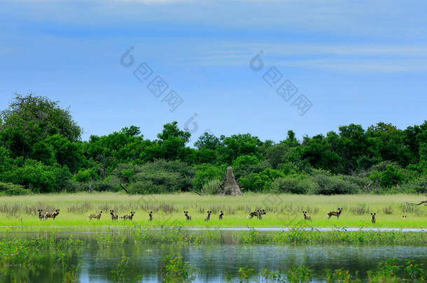 在博茨瓦纳狩猎的一群野狗。来自非洲的野生动物场景, 莫瑞米动物保护区, 奥卡万戈三角洲。动物行为, 群骄傲非洲野狗附近的黄色花湖。狩猎 dos 运行.  