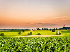 华丽的全景农场或农业场景与玉米场在前景和起伏的丘陵与奶牛牧场和谷仓沿橙色彩色天空地平线.