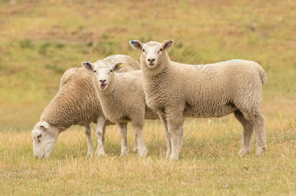 在干草场上可爱的小羊，<strong>农场动物</strong>