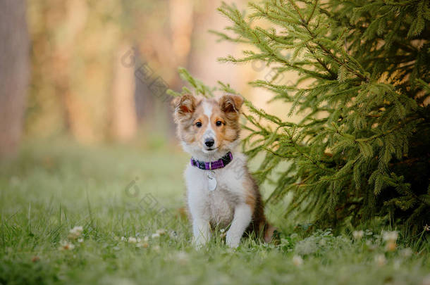 设得兰牧羊犬小狗。秋天