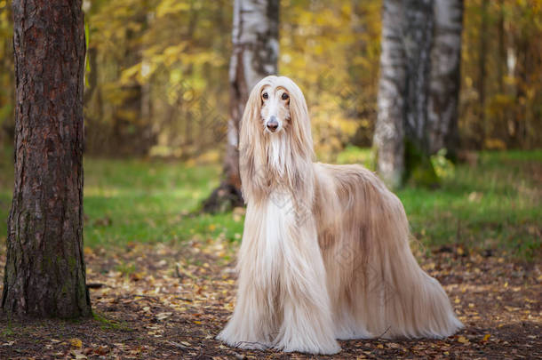 小狗，华丽的阿富汗猎犬，全长的肖像，背景是秋天的森林，文字空间