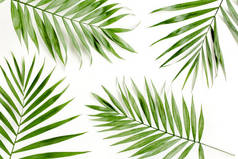 热带绿色棕榈叶，白色背景。平面，顶部视图