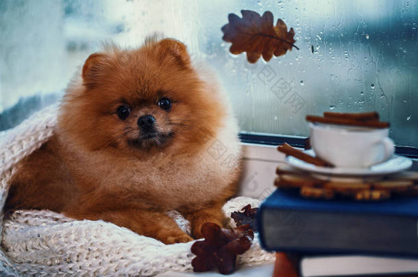 波美拉尼亚狗坐在窗边, 裹在毯子里。窗外的雨