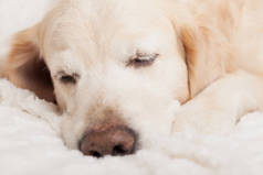 厌倦了，可怜的睡梦中的金毛猎犬，穿着白色的丑闻风格的格子花。 在寒冷的冬季,宠物在毛毯上取暖. 宠物友好和关爱的概念.