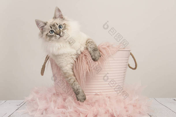 漂亮的布娃娃猫与蓝色的眼睛在粉红色的桶在柔和的颜色设置