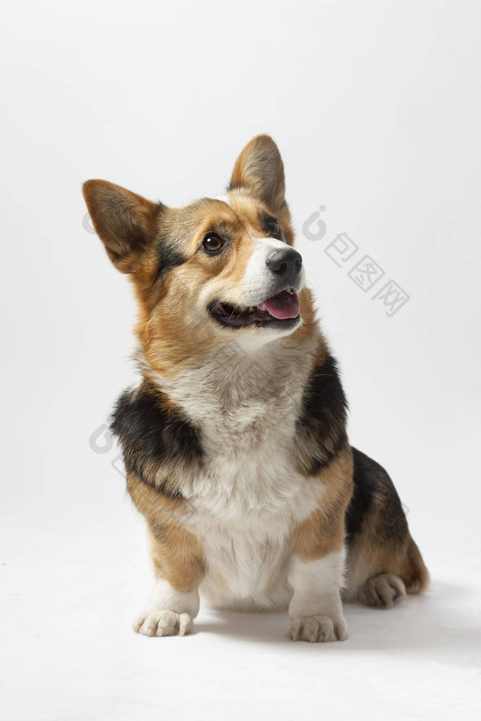 彭布罗克威尔士科基犬图片-包图网企业站