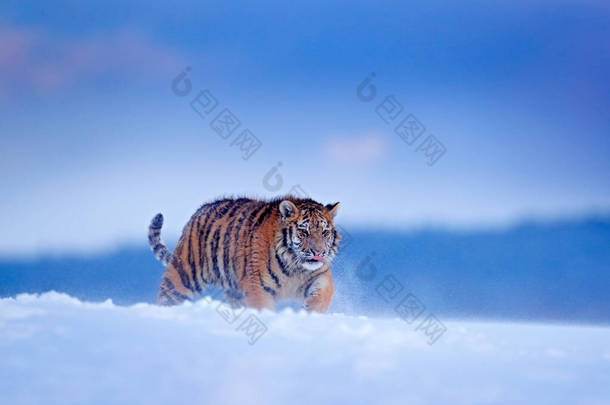 野生动物俄罗斯。老虎，俄罗斯泰加寒冷的冬天。雪片与野生的阿穆尔猫。虎雪下在野生的<strong>冬季</strong>自然中.西伯利亚虎，与危险动物一起行动的野生动物场景. 