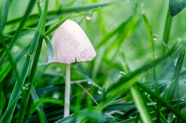 特写图片蘑菇生长在自然中。植物摄影。侧面视图<strong>危险</strong>小白色帽蘑菇 （白毒蕈） 之间草原露水后与副本空间雨天的早晨