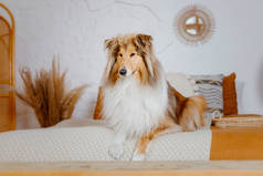 红色毛茸茸的牧羊犬摆设在房间装饰的背景上