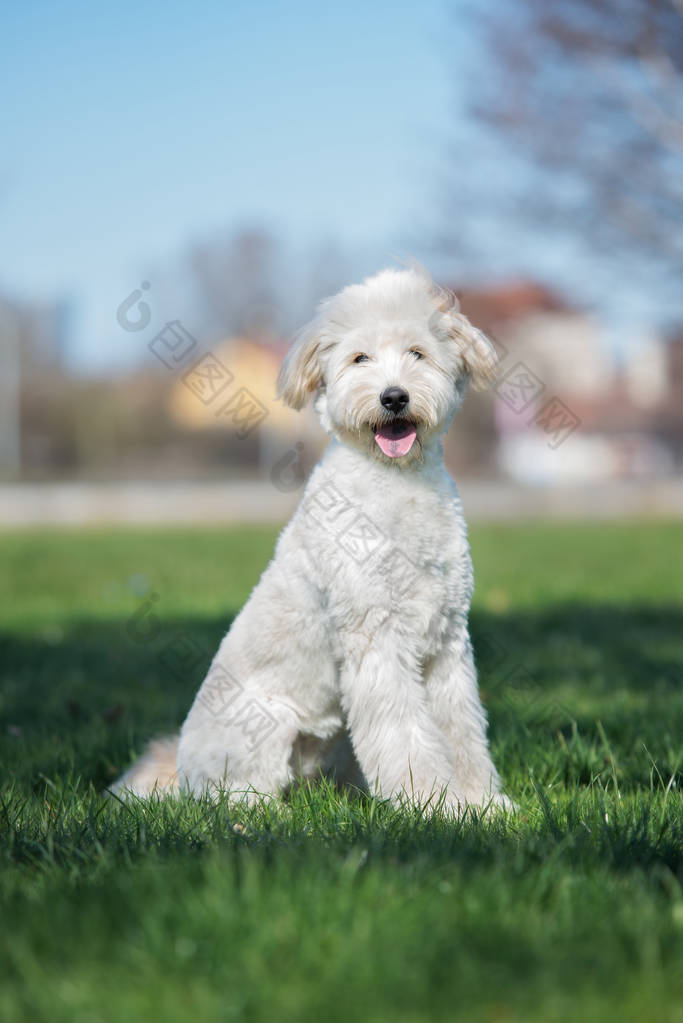 夏天，快乐的拉布拉多犬坐在户外