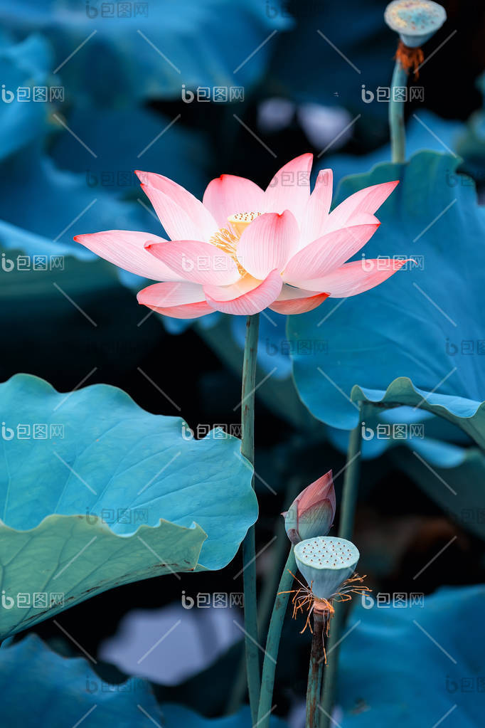 张大千 花卉图 张大千画四时花卉，很是自得，想和徐青藤一比高下