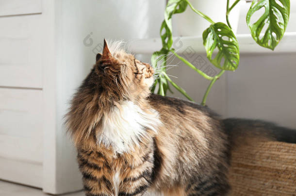 家家地板上的家居植物旁可爱的猫