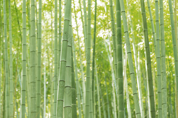 日本竹林