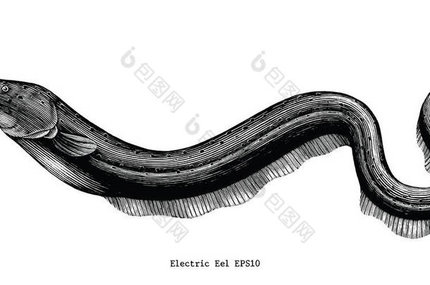 电鳗手绘复古雕刻插<strong>图</strong>