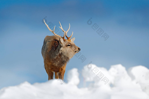 <strong>北海道</strong>梅花鹿, 鹿日本 yesoensis, 在雪甸, 冬山和森林的背景。动物与鹿角在自然栖息地, 冬景, <strong>北海道</strong>, 野生动物自然, 日本.