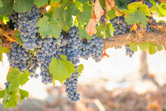 与葱郁的葡萄园，熟了红酒的葡萄在葡萄藤上准备收获.