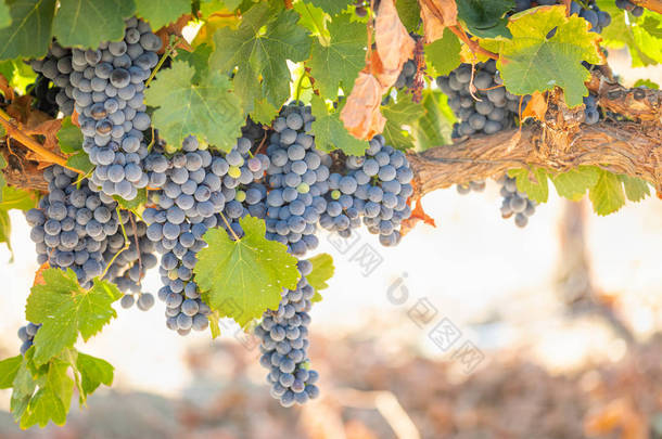 与葱郁的葡萄园，熟了红酒的葡萄在葡萄<strong>藤</strong>上准备收获.