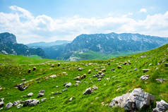 黑山杜尔米托尔地块上羊群放牧的美丽景色