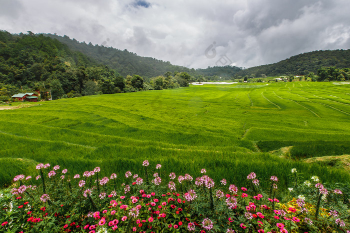 绿色梯田 ︰ 字段与通路对山与花 