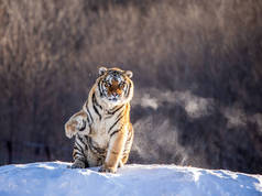 哈尔滨市污泥道河子公园西伯利亚虎园雪原草地上的西伯利亚虎. 