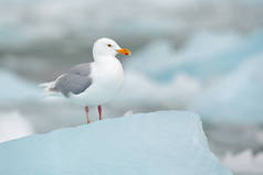 在冰上的鸟, 冬天的场景从北极。黑腿 Kittiwake, Rissa tridactyla, 背景为蓝色冰冰川, 斯瓦尔巴特群岛, 挪威.
