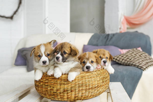 可爱有趣的小狗犬在柳条篮子里在家里