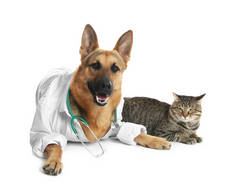 可爱的狗在制服与听诊器作为兽医和猫在白色背景