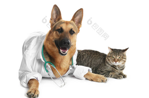 可爱的狗在制服与听诊器作为兽医和猫在白色背景