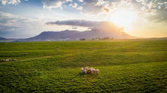 在农场的羊群上鸟瞰