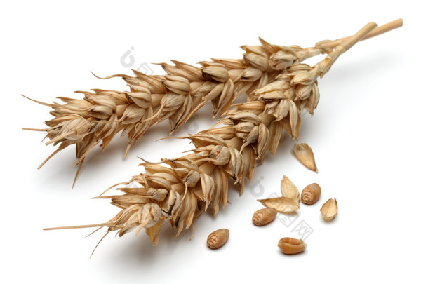 干小麦的耳朵