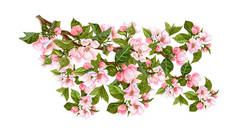 盛开的苹果树的水色枝条. 现实的手绘苹果枝叶,叶子,芽和花朵隔离在白色的背景上. 请柬、面料、设计和结婚证.