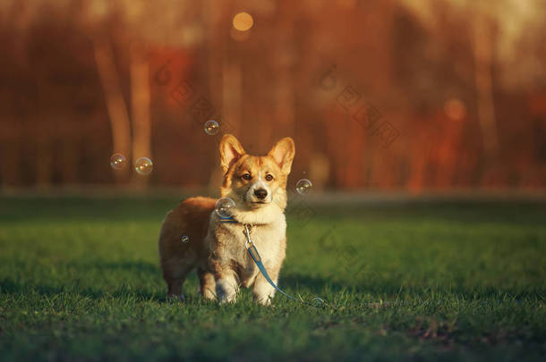 在一个阳光明媚的春日，一只生姜小狗科吉站在绿草上，在村子里的草地上，可爱地微笑着