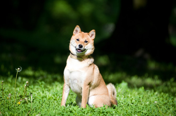 Shiba inu 肖像在夏季户外