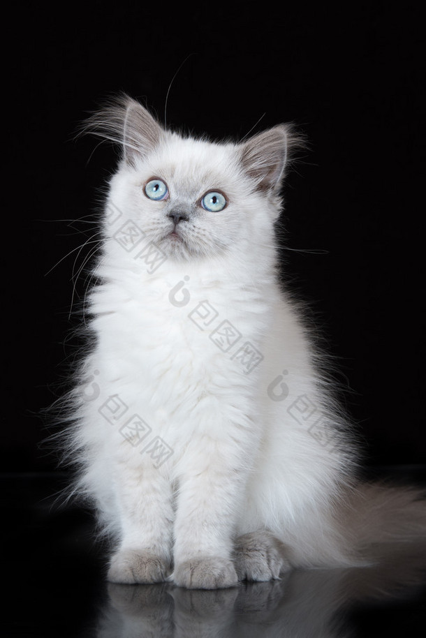 黑色小猫图片-黑色小猫素材-包图网