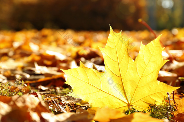 金色秋天的落叶，在地面上，关闭