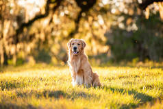 金色的猎犬，日落时分，在一片广阔的草地上欣赏着美丽的金色光芒