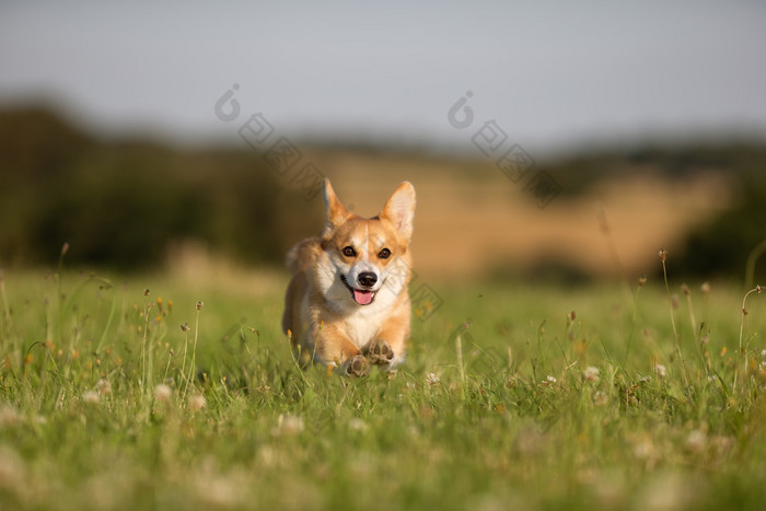 威尔士柯基犬图片狗