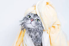 湿漉漉的猫裹在毛巾里，像个淑女